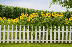 Picket Fence Dover (CT16)