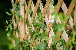 Trellis Fence Rhyl (01745)