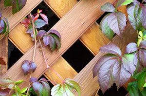 Fencing Contractors Tutshill Gloucestershire Fencing Contractors Tutshill Gloucestershire